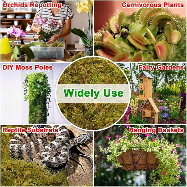 Detalle de Halatool Sphagnum Moos 230 g für Pflanzen – naturbelassenes Moos für Orchideen, Terrarien & Umtopfen