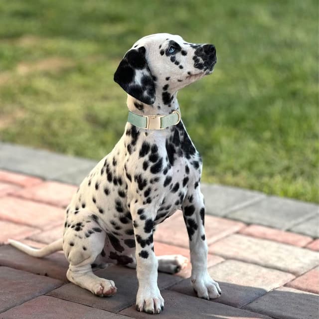 Detalle de YUDOTE Dog Collar and Lead Set Small, Sage Green