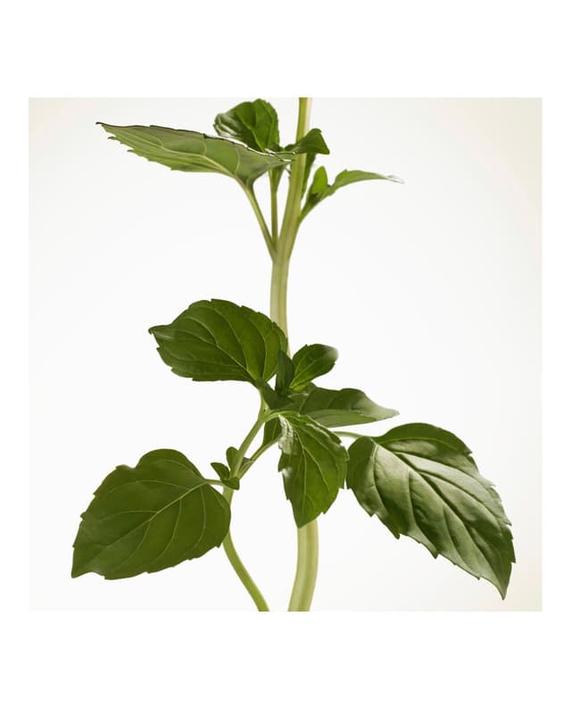 Thumbnail 5 de Burberry Eau de Parfum Intense Goddess — 50 ml