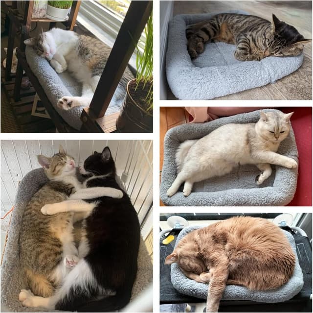 Detalle 2 de PETLESO Haustierbett für Katzen und kleine Haustiere (Grau), 56 x 41 cm