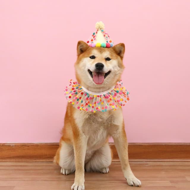 Detalle de Cat Dog Princess Costumes lace party set: bandana scarf and party hat for puppy, cat and small dogs