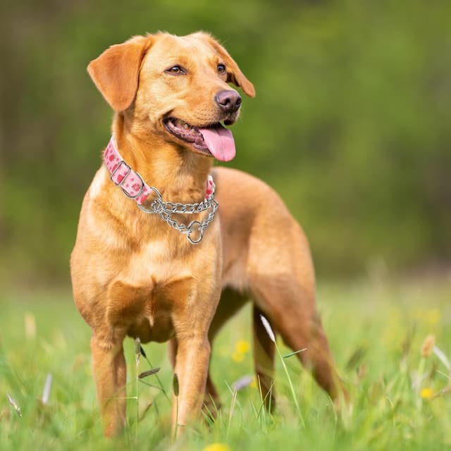 Thumbnail 1 de Chain Dog Collar Heavy Duty Martingale