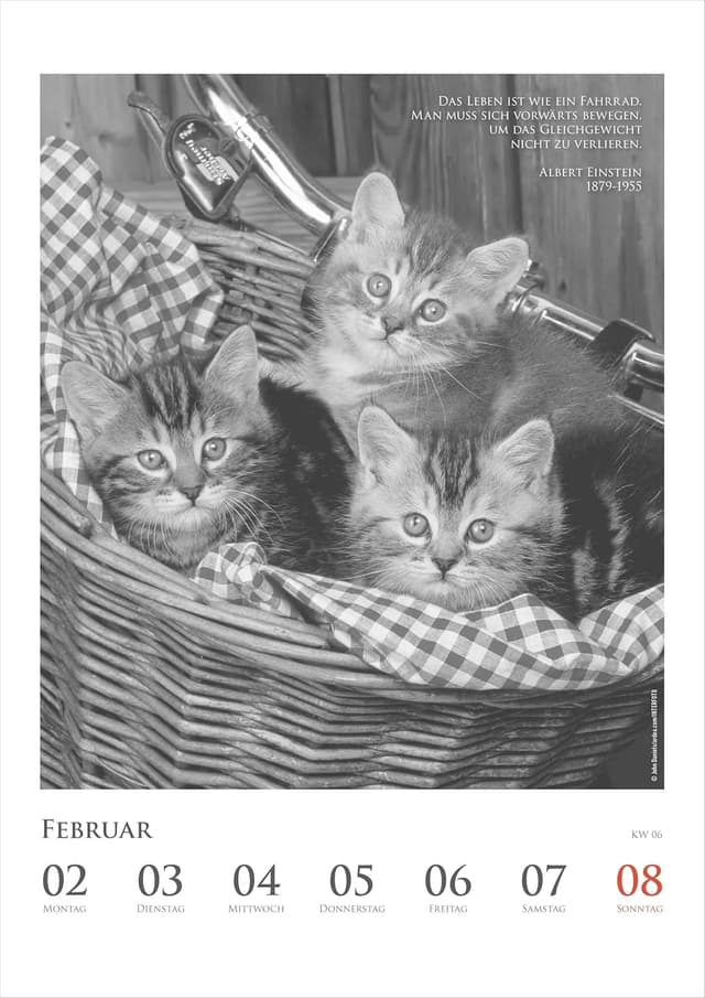 Thumbnail 6 de Alpha Edition Katzenkalender 2026 Wochenkalender