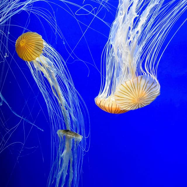 Detalle de Seachem Prime biocondizionatore per acqua dolce e marina da 500 ml