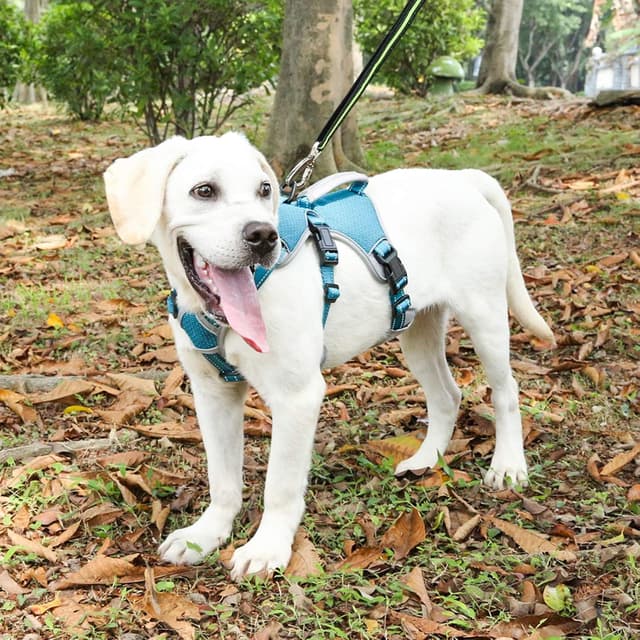 Thumbnail 6 de BELPRO Multi-Use Support Dog Harness (Escape Proof) with Reflective Straps, Adjustable Vest Handle – Blue, XL