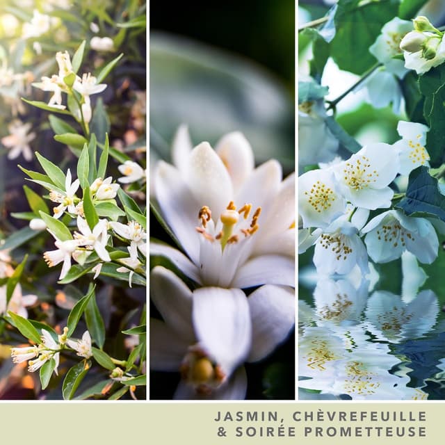 Detalle 2 de Yankee Candle Jasmine de Minuit Grande Bougie