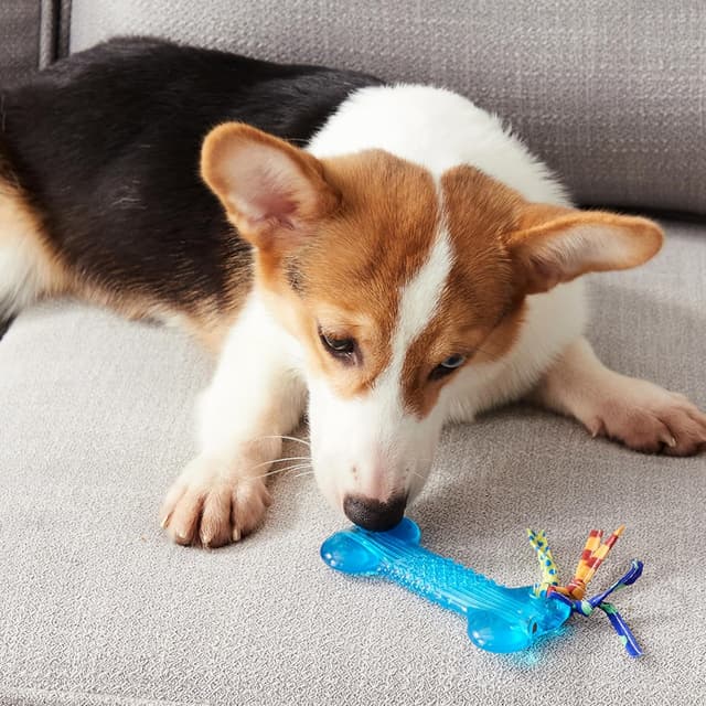 Thumbnail 6 de Petstages Orka Mini Bone (Bleu Roi) : jouet à mâcher en TPE rigide pour chiens