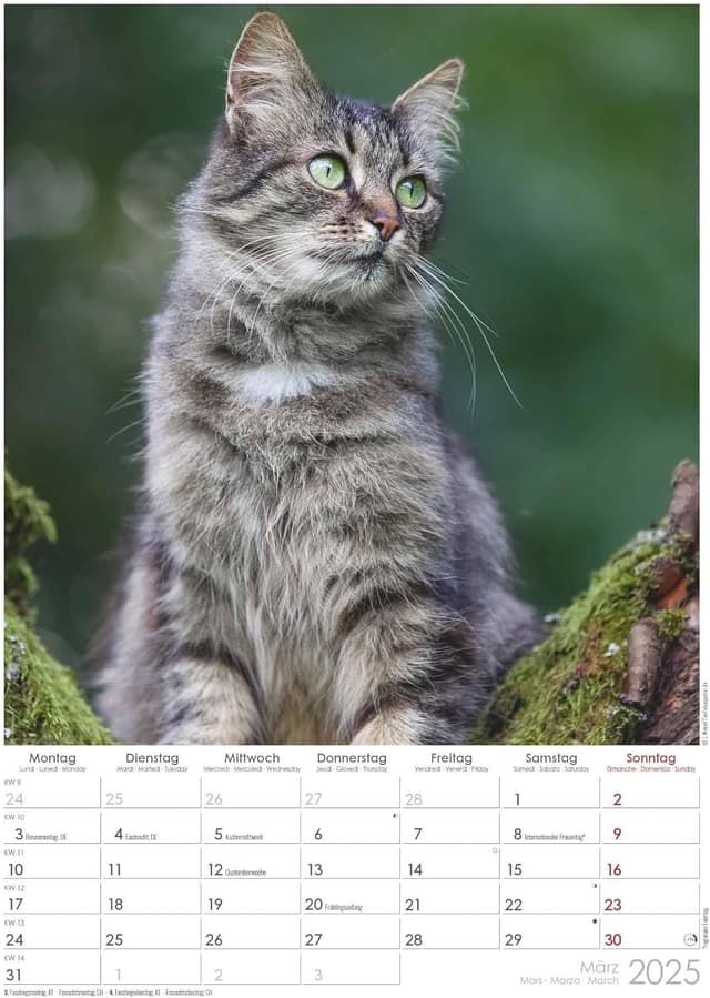 Thumbnail 4 de Alpha Edition Tatzentiger 2025 Wandkalender 29,7x42 cm