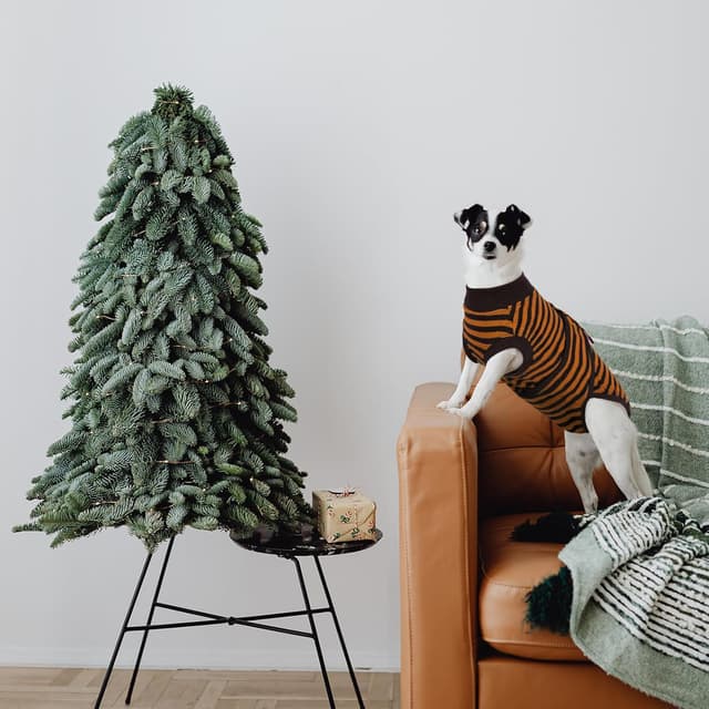 Detalle 2 de Kuoser Hundebody nach OP für Rüde & Hündin – atmungsaktiv, mit Leckschutz, Braun (Größe XL)