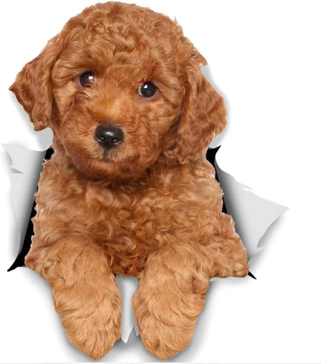 Detalle de Autoaufkleber Pudel 22 cm reflektierend