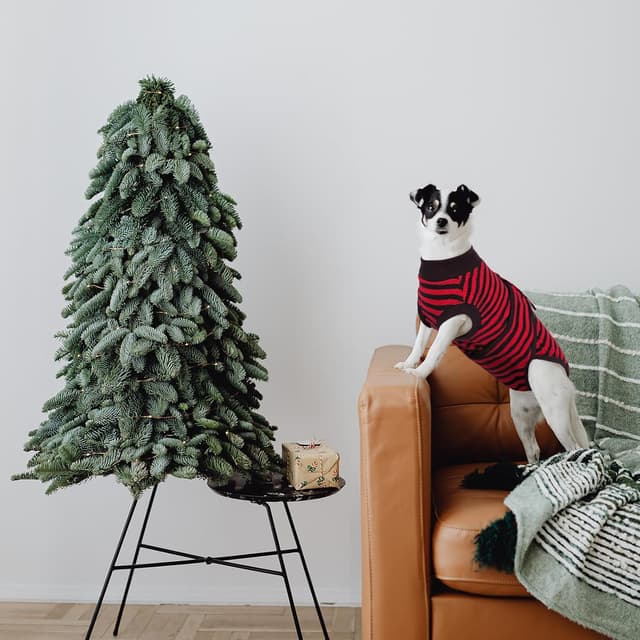 Detalle 2 de Kuoser Dog Surgery Recovery Suit – Adjustable dog post-surgery body suit in red (cotton & spandex)