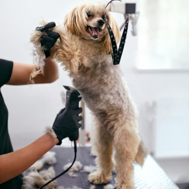 Thumbnail 6 de Dog Grooming Replacement Blades (5FC) for Andis, Oster & Wahl clippers