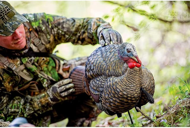 Detalle 2 de Avian X LCD 1/2 Strut Jake Turkey Decoy