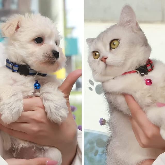 Thumbnail 4 de 12 Paquetes Collar gato Reflectante con Hebilla