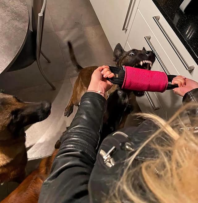 Detalle de Dingo Gear Training Mini Walze aus Nylcot (2 Griffe) 15 x 6 cm, rot – Spiel- und Trainingsspielzeug