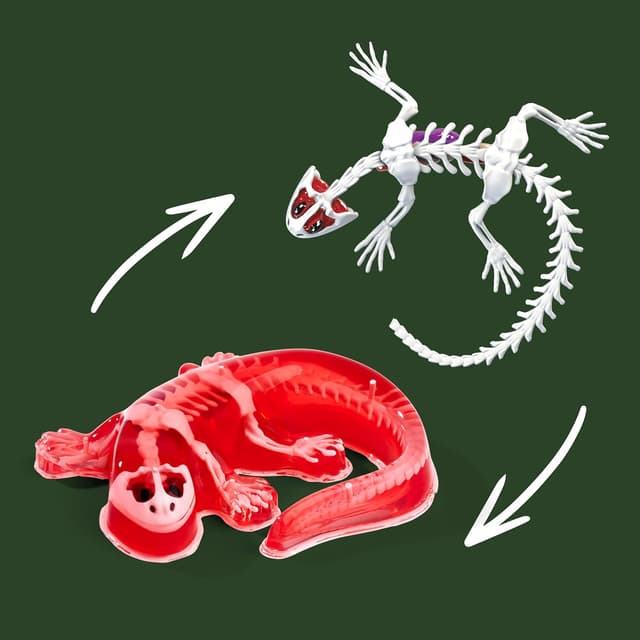 Thumbnail 5 de Scout Dissect-It Salamandre à disséquer 14 cm 🐸