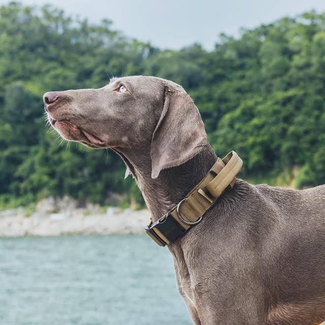 Thumbnail 6 de OneTigris collare per cani con fibbia in metallo, marrone (taglia M)