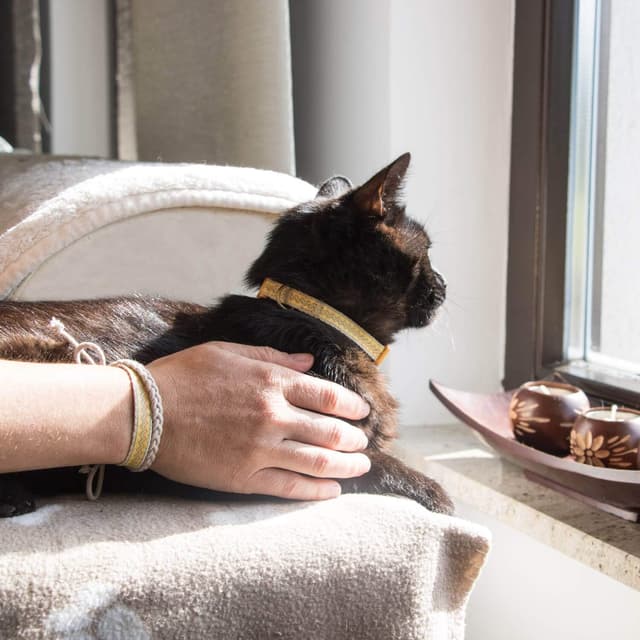 Detalle 2 de Pettsie Breakaway Cat Collar