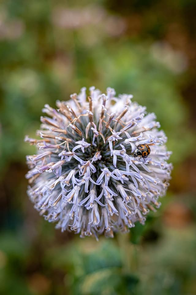 Thumbnail 6 de Nikon Nikkor Z 26mm f/2.8 Pancake