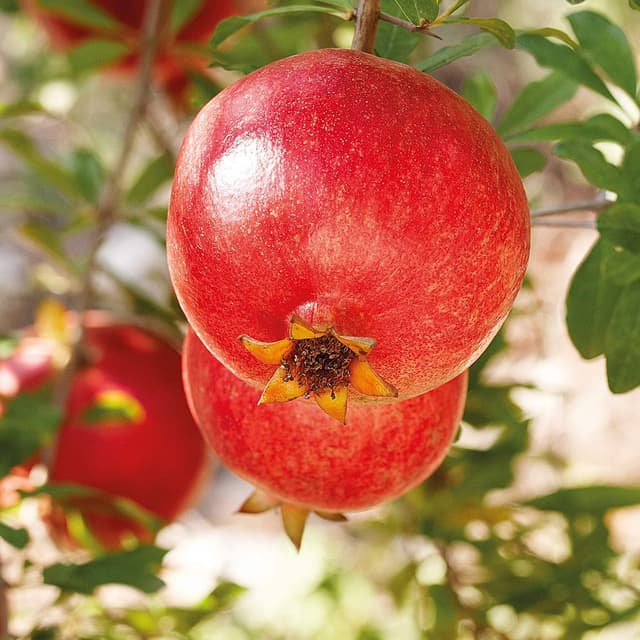 Thumbnail 5 de Weleda - Aceite Corporal Granada, Antioxidante y Vegano