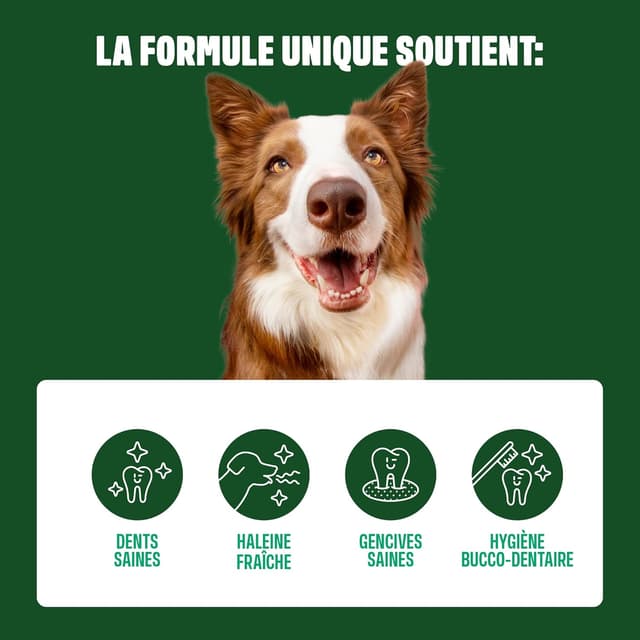 Detalle de ivvi Dental Care Snacks d’hygiène dentaire pour chiens – Menthe, Persil, Fenouil, Camomille, huile de coco et algues brunes (60 snacks)