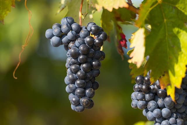 Detalle de ANNA DE CODORNIU Rosé Cava Brut 🍾 75cl