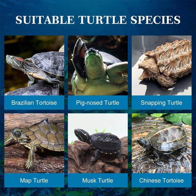 Thumbnail 3 de Nobleza Crevettes Tortue 120g 🐢