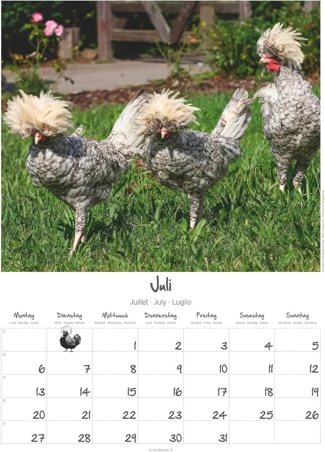 Thumbnail 6 de Alpha Edition Hühner 2026 Wandkalender A3