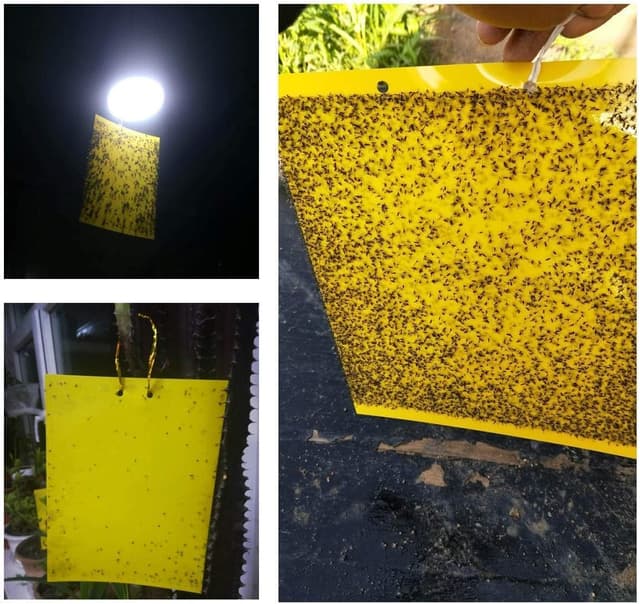 Detalle de BestTrap Yellow Sticky Fly Traps (Fly Paper Stickers) Dual-Side, 20-Pack (6x8 inches, twist ties included)