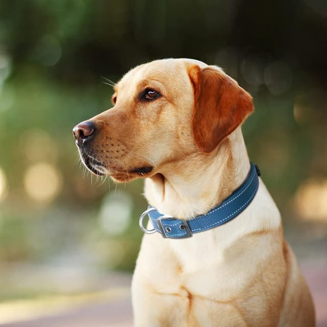 Thumbnail 6 de Fida Padded Dog Collar with Metal Belt Buckle and Double-Layer Webbing (Blue)