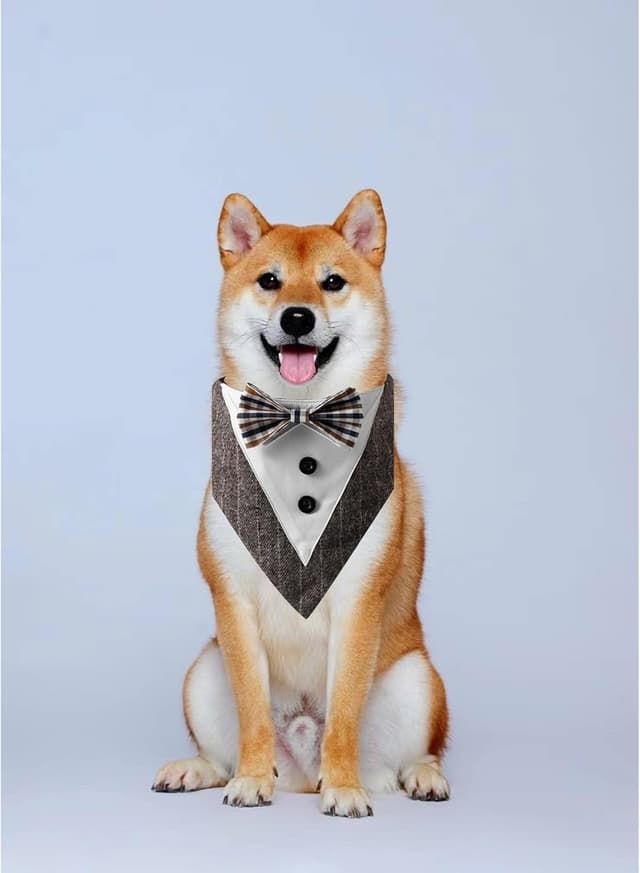 Detalle 2 de BT Bear Tuxedo Collar Bandana Bow Tie