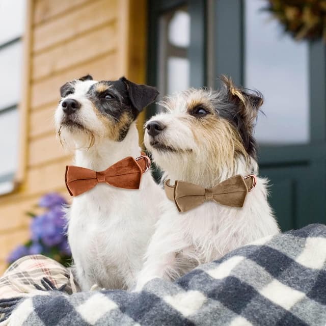 Thumbnail 6 de Velvet Bow Dog Collar with Bowtie