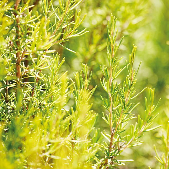 Thumbnail 6 de WELEDA Bio Rosmarin Haartonikum 100 ml Haarwasser