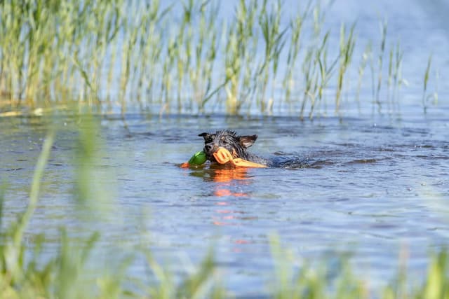 Thumbnail 5 de Trixie Canard flottant 50 cm