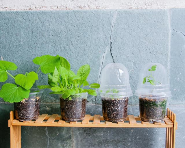 Thumbnail 6 de Bluepro 30-Pack 4-Inch Clear Nursery Pots with Humidity Dome for Seed Starting