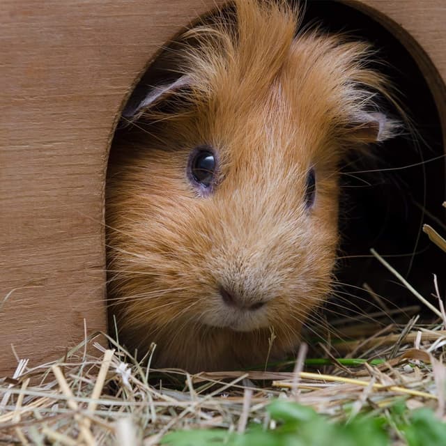 Thumbnail 4 de CKB LTD Wooden Hedgehog or Guinea Pig House 33.5 x 34 x 19cm 🐹
