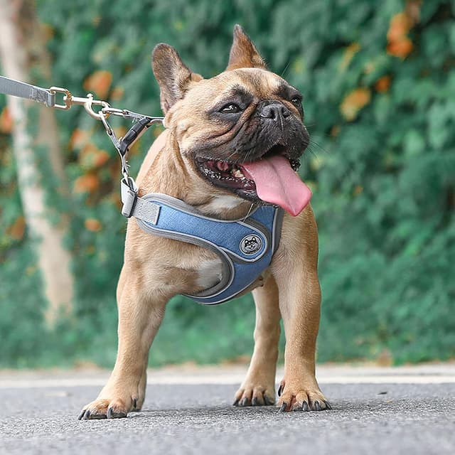 Thumbnail 2 de Wocharm Breathable Dog Harness with Leash