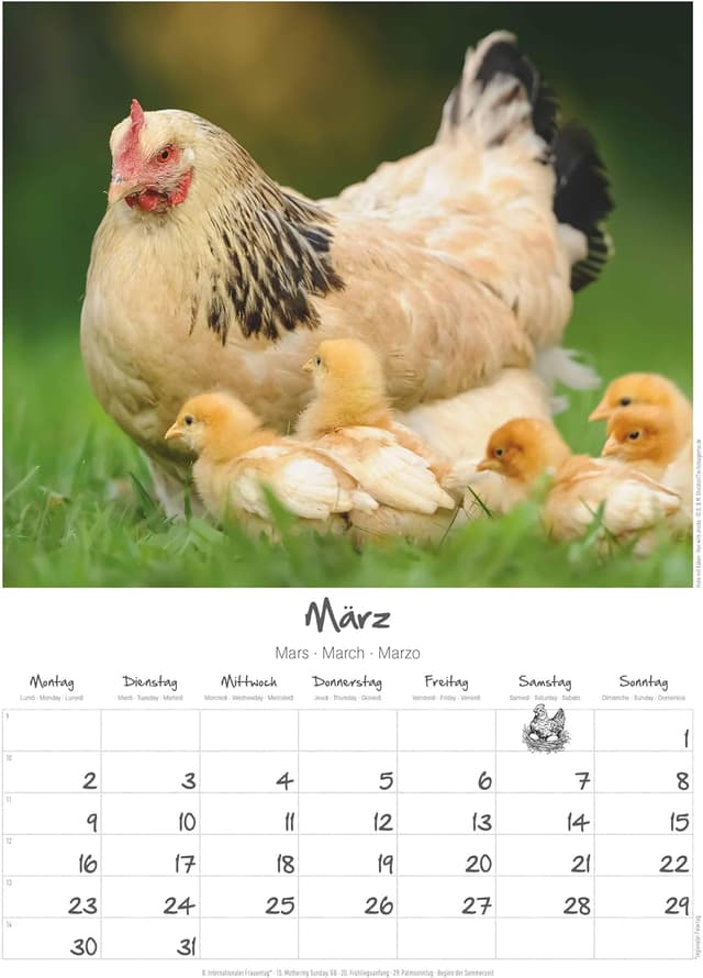 Thumbnail 4 de Alpha Edition Hühner 2026 Wandkalender A3