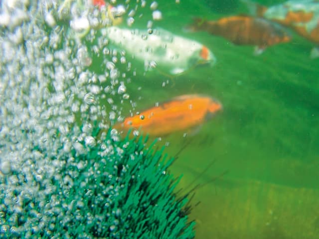 Thumbnail 4 de Oase Oxytex 400 CWS Teichbelüftung