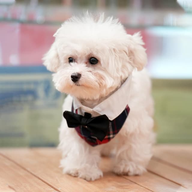 Thumbnail 6 de MAMORE Dog Bandana Collar (Plaid Adjustable, Washable) – Black & White, Small