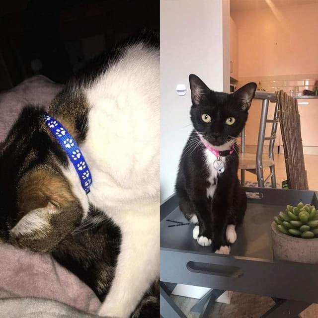 Thumbnail 6 de BOW CALICO Reflective Cat Collar 19-32 cm