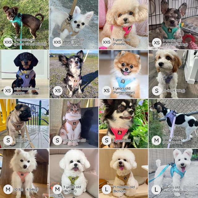 Detalle 2 de BELLA & PAL step-in dog harness and leash set for puppies (XS) – breathable air mesh with reflective strips, green