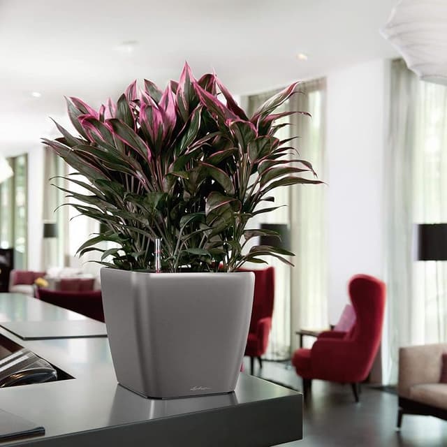 Thumbnail 3 de Lechuza 16149 Maceta Quadro Premium 28 LS 🌿 Kit Completo