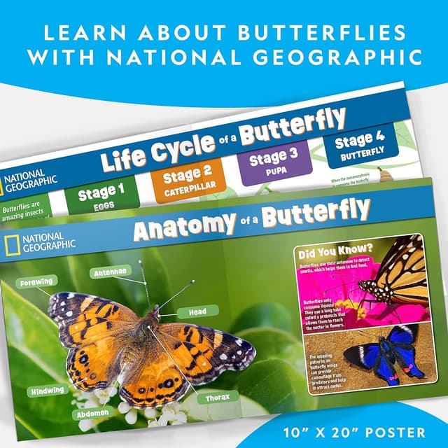 Thumbnail 4 de National Geographic Butterfly Growing Kit with 5 caterpillars ๐๐ฆ
