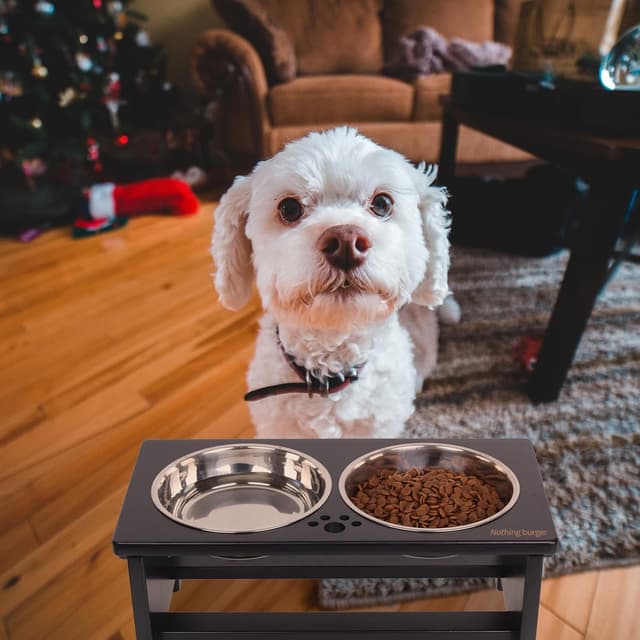 Thumbnail 5 de Nothing Burger Raised Dog Bowls for Small Dogs