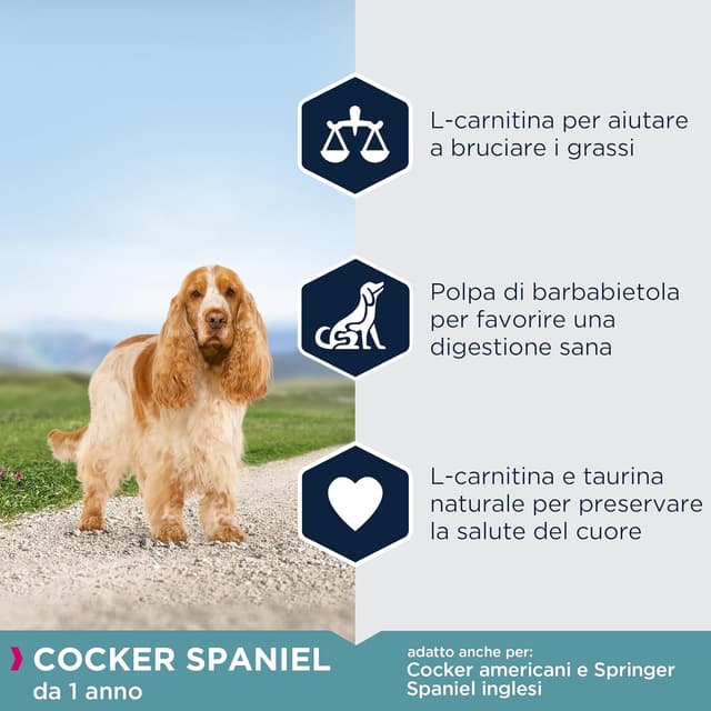Detalle de Eukanuba Breed Specific Cocker Spaniel Adulti, alimento secco con prebióticos e DentaDefense, 7,5 kg