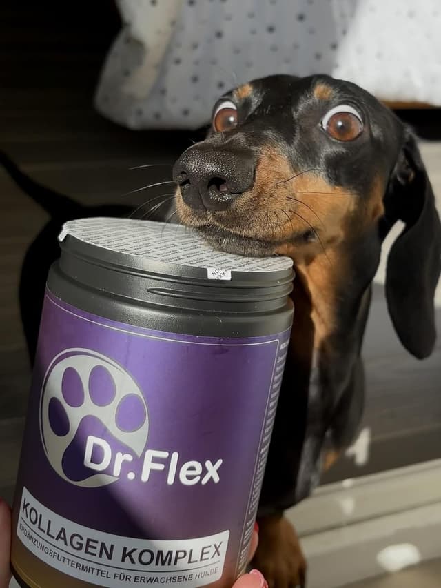 Detalle 2 de Dr. Flex Complexe Collagène & Vitamines B pour chien en poudre 300 g