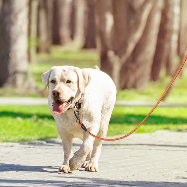 Detalle de Kdsvakd Long Rope Dog Lead (4.5m / 15ft) with Swivel Hook and Padded EVA Handle