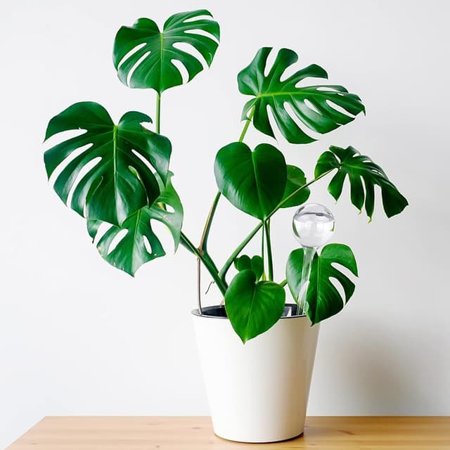 Thumbnail 1 de Relaxdays 9 Globos de riego 250 ml para plantas