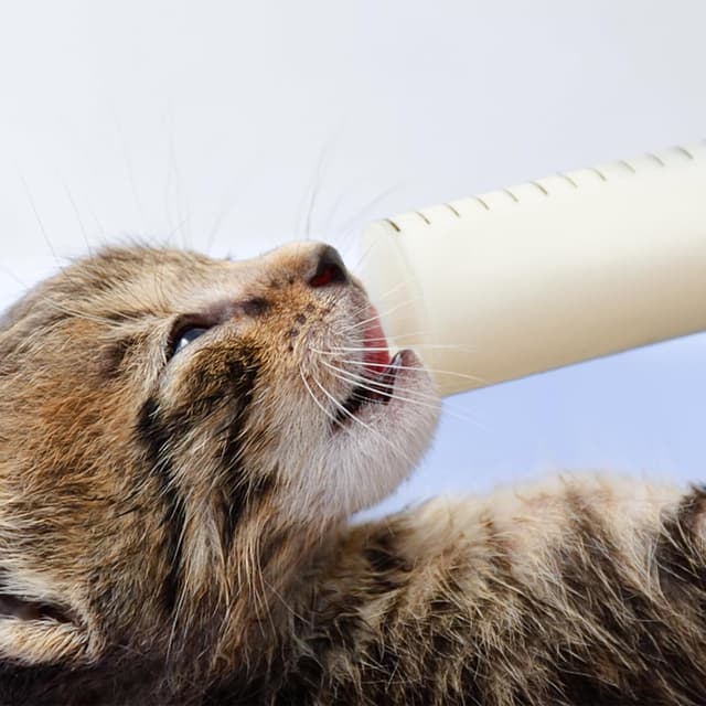 Detalle 2 de 60 ml Kunststoff Dosierspritzen, 5er-Set